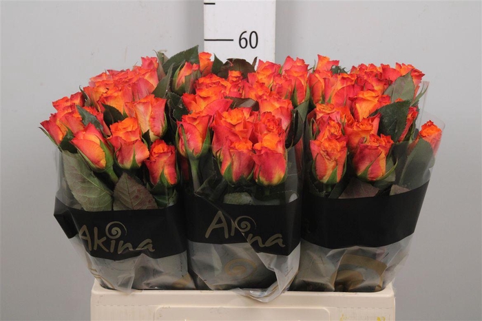 <h4>R Gr Mariyo!</h4>