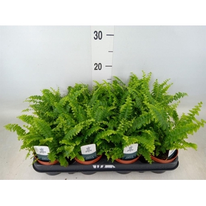 Nephrolepis exal. 'Green Lady'