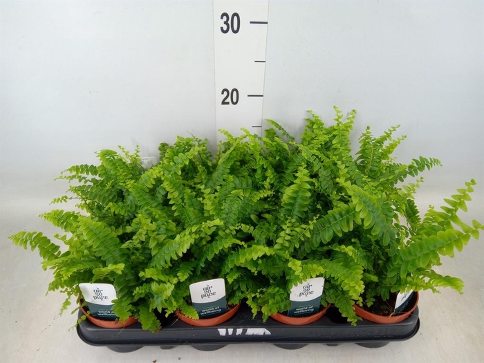<h4>Nephrolepis exal. 'Green Lady'</h4>