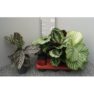 Calathea gemengd 3 soorten