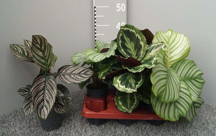 <h4>Calathea gemengd 3 soorten</h4>