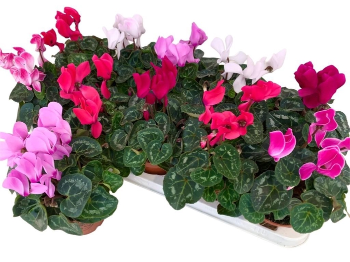 <h4>CYCL MD SUP ALLURE</h4>