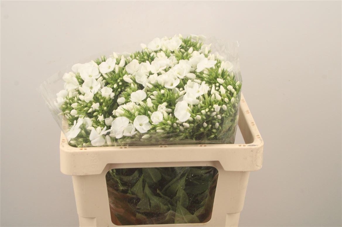 <h4>Phlox Whitecap</h4>