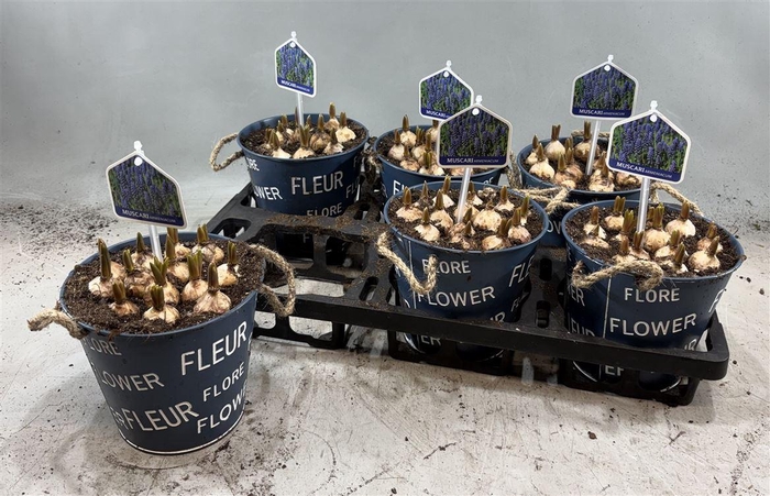 arr8 Arr Muscari In Zinken Pot