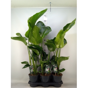 Strelitzia nicolai