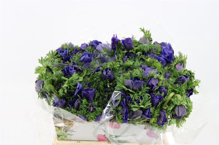 <h4>Anem Marianne Blue</h4>