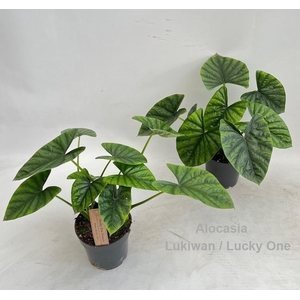 Alocasia Lukiwan / Lucky One 14cm