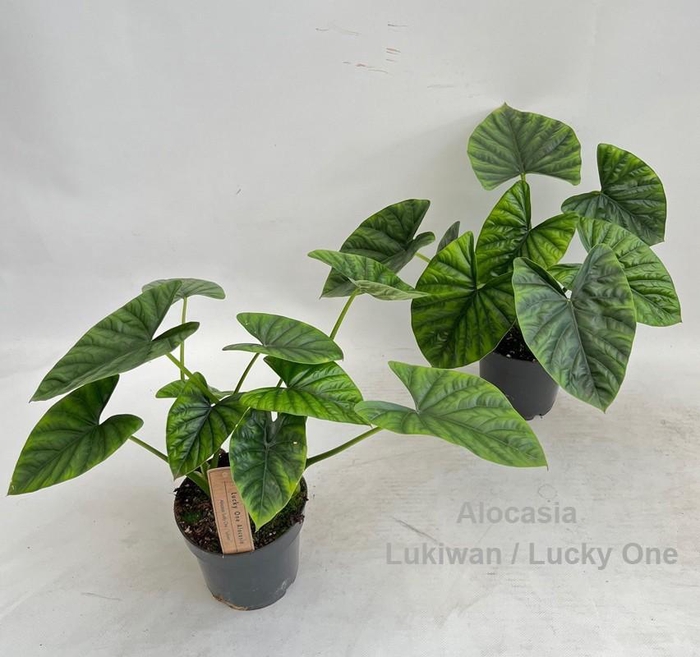 <h4>Alocasia Lukiwan / Lucky One 14cm</h4>