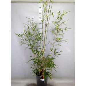 Fargesia robusta 'Campbell'
