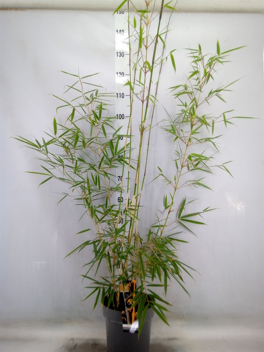 <h4>Fargesia robusta 'Campbell'</h4>