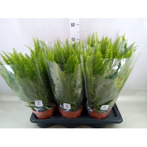 Nephrolepis exal. 'Green Lady'