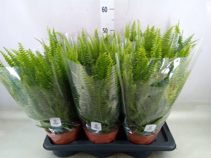 <h4>Nephrolepis exal. 'Green Lady'</h4>