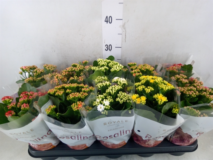 <h4>Kalanchoe blos. 'RoyalDon'   ..mix</h4>