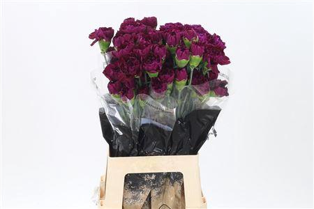 <h4>Di St Mirage</h4>