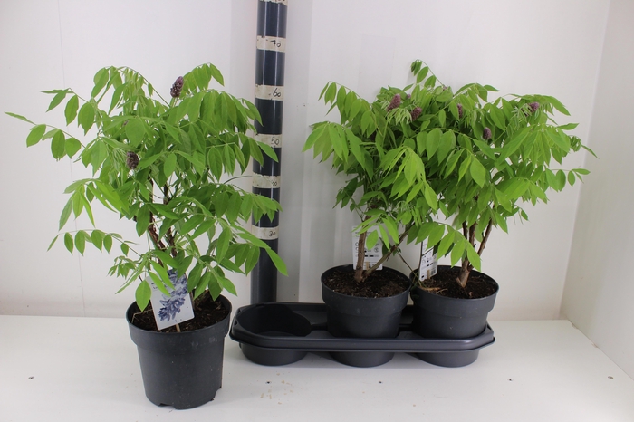 <h4>WIST AMETHYST FALLS</h4>