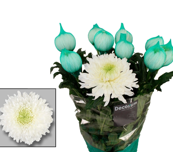 <h4>CHR G MAGNUM ANGEBOT</h4>