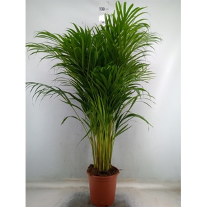 Dypsis lutescens   ...Chrysalidoca