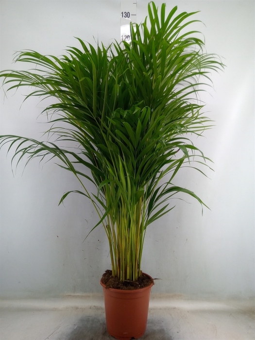 <h4>Dypsis lutescens   ...Chrysalidoca</h4>