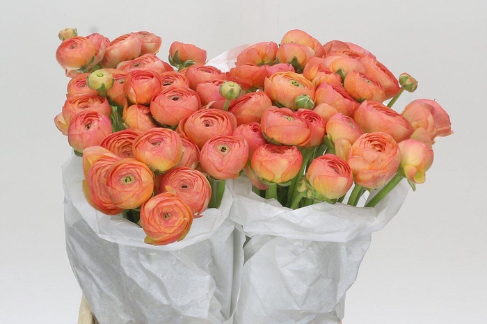<h4>Ranunculus Clooney Fragolino Super</h4>