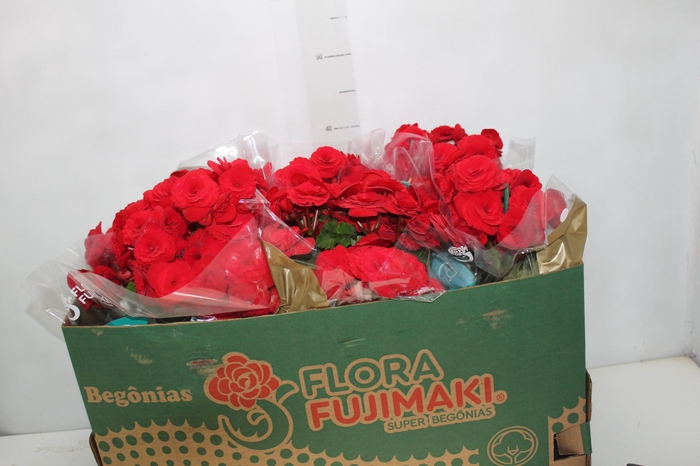 <h4>BEGONIA BALADIN P15</h4>