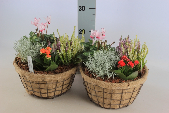 <h4>ARR TUINPLANTEN</h4>