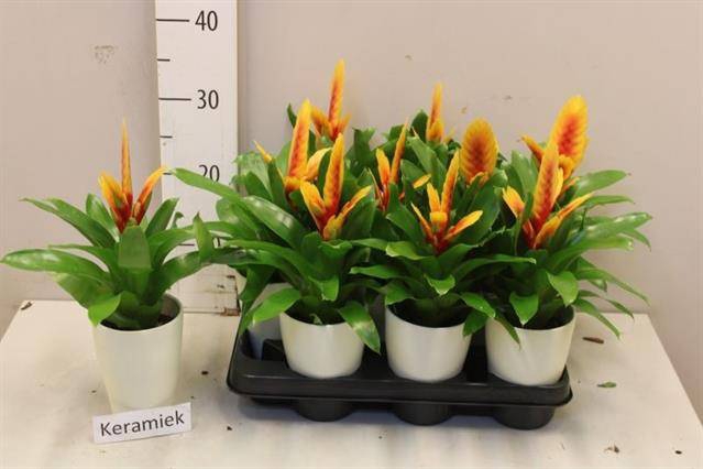 <h4>ARR BROMELIA</h4>