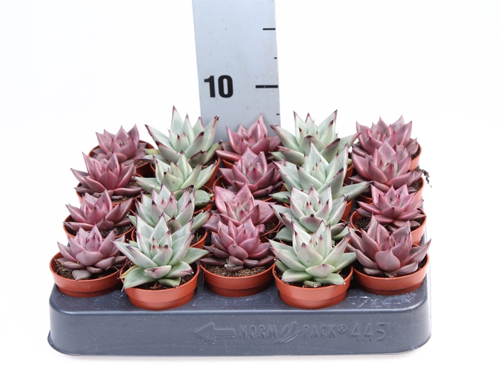 <h4>Echeveria  'Taurus'</h4>