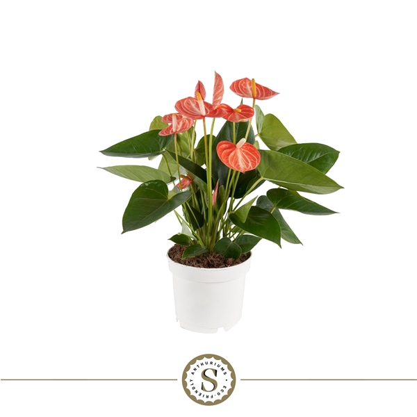 Anthurium Livium Orange 12cm