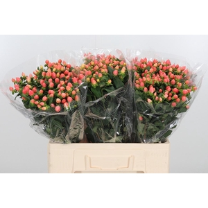 Hyp Mag Roy Princess