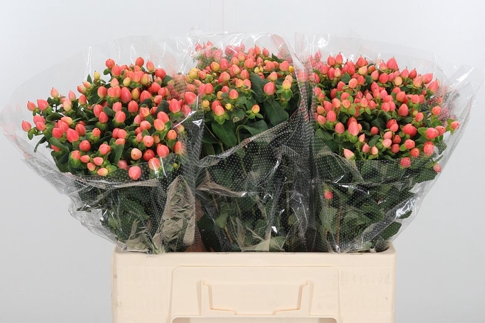 <h4>Hyp Mag Roy Princess</h4>