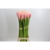 Zantedeschia Eydolls Salmon