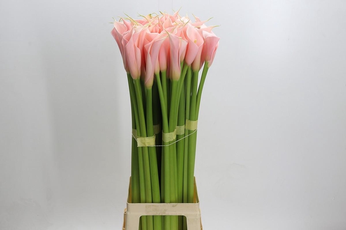 Zantedeschia Eydolls Salmon