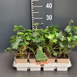 Hedera hibernica