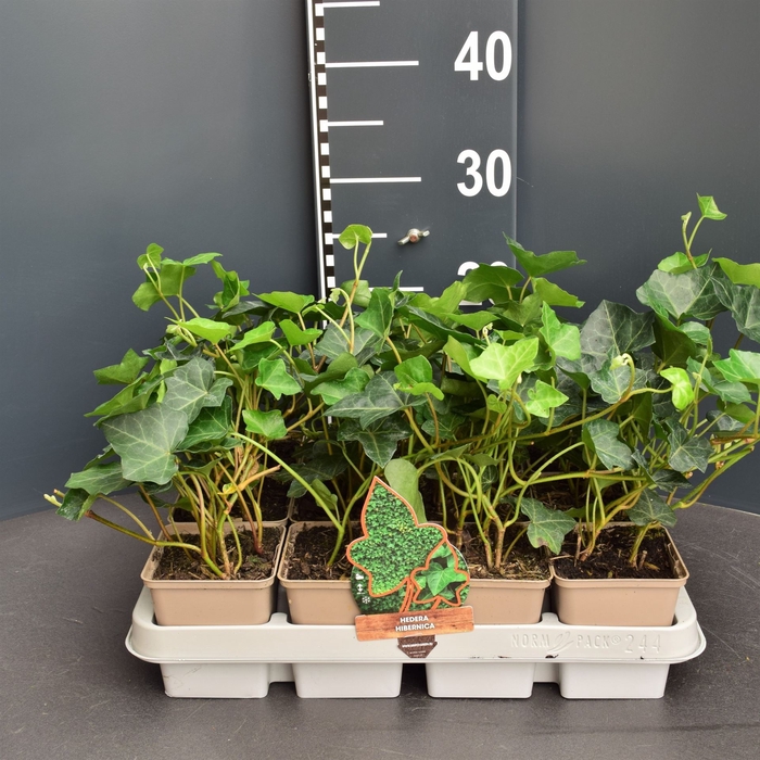 <h4>Hedera hibernica</h4>