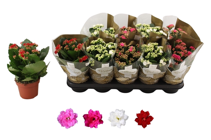 <h4>KAL GE RO GEM 4 KL</h4>