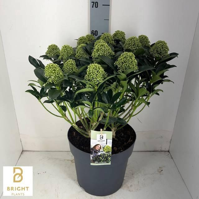 <h4>SKIM J WHITE GLOBE</h4>