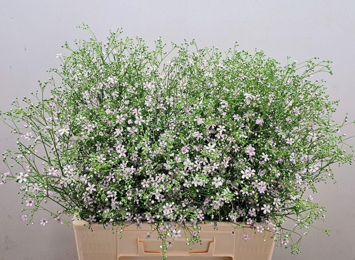 <h4>GYPS ELEGANS ROZE GR.</h4>