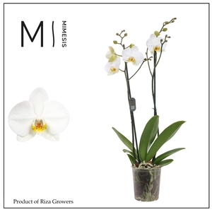 Phalaenopsis London 2 spike - 12cm | Mimesis
