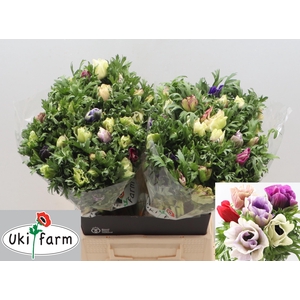 ANEM CO GALIL PASTEL