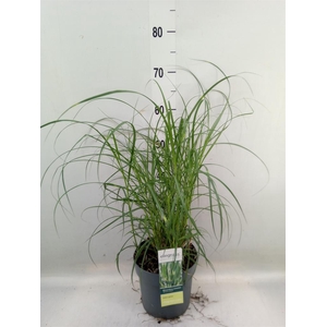 Miscanthus sin. 'Strictus'