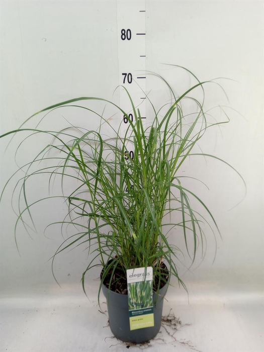 <h4>Miscanthus sin. 'Strictus'</h4>