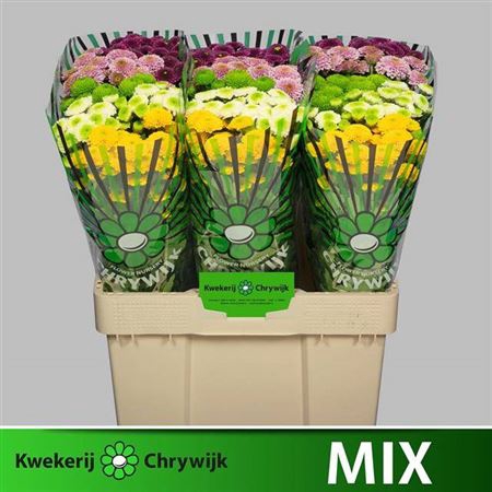 <h4>Chr S Pompon Gem Bs</h4>