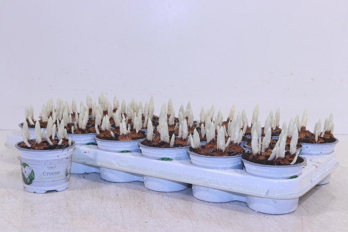 <h4>CROCUS JEANNE D ARC</h4>