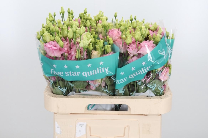 <h4>Eus G Alissa Pink</h4>