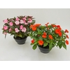 SUNPATIENS C21