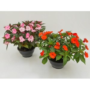 SUNPATIENS C21