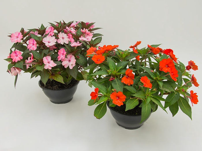 <h4>SUNPATIENS C21</h4>