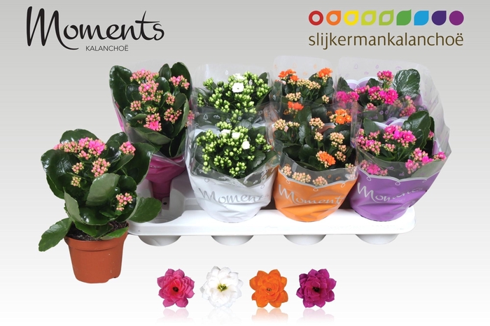 <h4>KAL GE GEM 4 KL</h4>