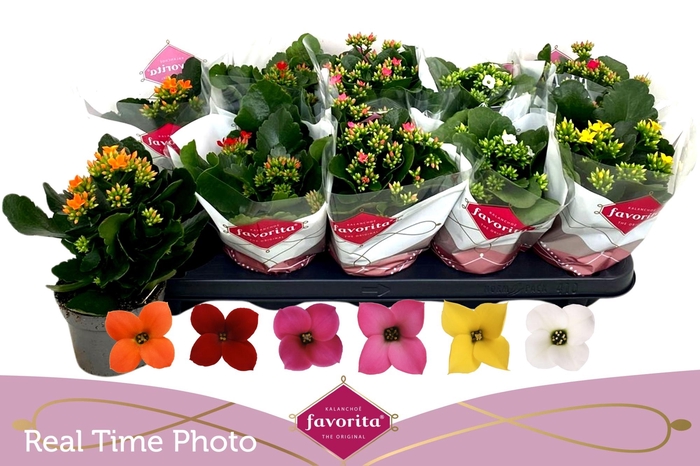 <h4>KAL EN GEM 6 KL</h4>