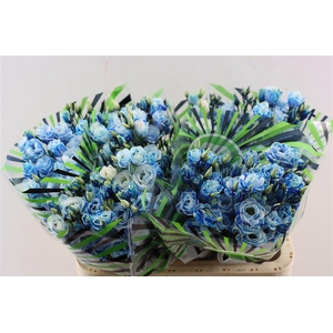 Eus G Opgetrokken Blue